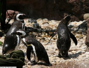 San Francisco Hayvanat Bahçesi’nin en yaşlı Macellan pengueni öldü