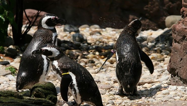 San Francisco Hayvanat Bahçesi’nin en yaşlı Macellan pengueni öldü