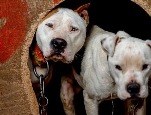 Danıştay’dan ‘American Staffordshire Terrier’ kararı