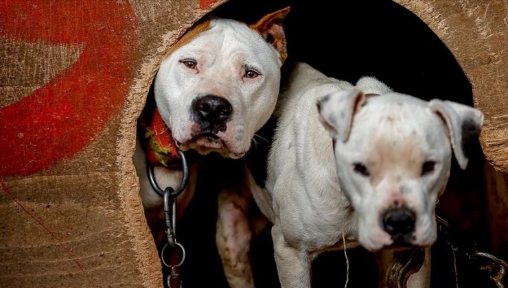 Danıştay’dan ‘American Staffordshire Terrier’ kararı