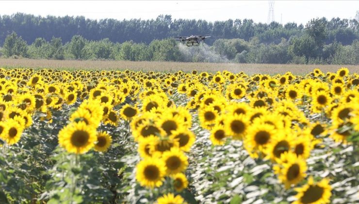 Kırklareli’nde “çayır tırtılı”na karşı dron ile mücadele