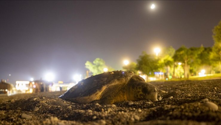 Caretta caretta deniz kıyısına çıktı, sahil boşaltıldı