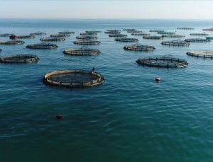 Japonya’da okyanus asitlenmesi deniz ürünlerini tehdit ediyor