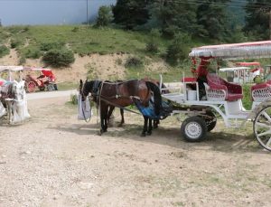 Abant Milli Parkı’nda at ve faytonla yapılan gezi faaliyetleri sonlandırıldı