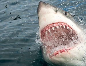 New York’ta 5. köpekbalığı saldırısı
