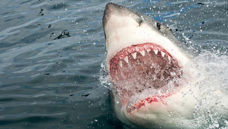 New York’ta 5. köpekbalığı saldırısı
