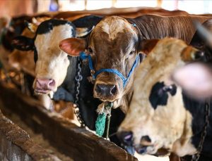 Satılamayan kurbanlıkları Et ve Süt Kurumu alıyor