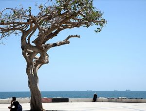 Mersin sahilinin “simge ağacı”na matkapla zarar veren CHP’liler adliyede