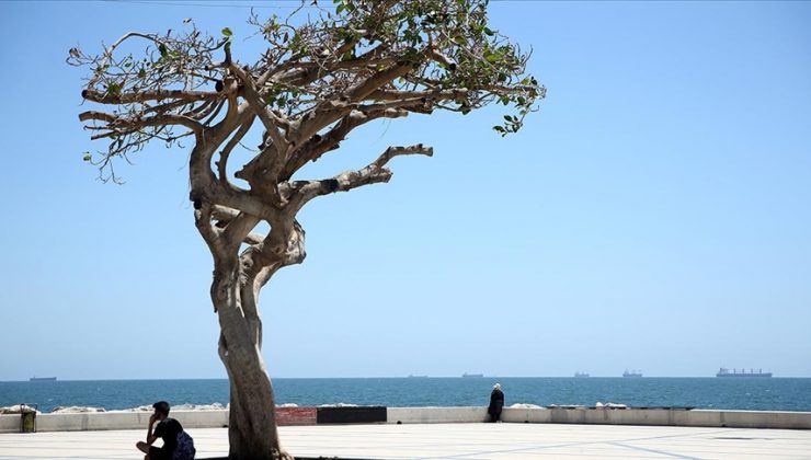 Mersin sahilinin “simge ağacı”na matkapla zarar veren CHP’liler adliyede