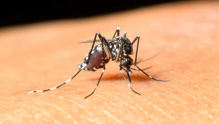 Virüs yayan sivrisinekler kokuları manipüle ediyor!