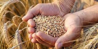 Hindistan’da dar gelirlilere ücretsiz tahıl yardımı yapılacak