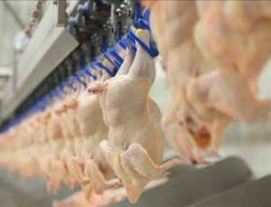 Çin’e beyaz et ihracatı son 12 ayda yüzde 353 arttı