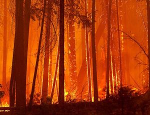 Yangın Yosemite Milli Parkı’na dayandı, sekoyaları kurtarmak için acil önlemler devrede