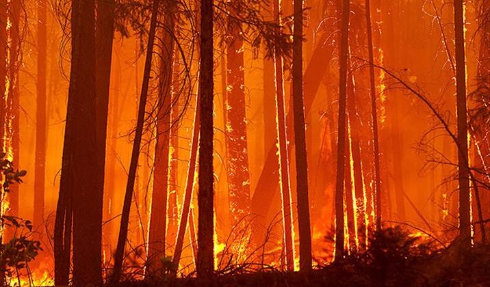 Yangın Yosemite Milli Parkı’na dayandı, sekoyaları kurtarmak için acil önlemler devrede