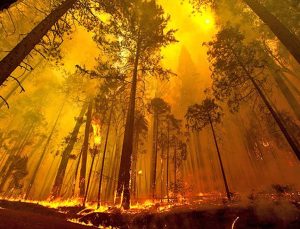 Yangın Yosemite Milli Parkı’na ulaştı, dev sekoya ağaçları tehdit altında