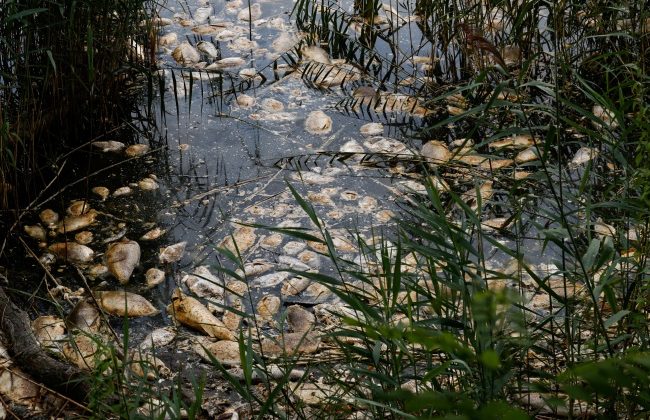 Polonya’da Oder Nehri’nde ekolojik felaket için “yas yürüyüşleri” düzenlendi