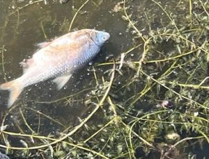 Polonya’nın Oder Nehri’nde toplu balık ölümleri