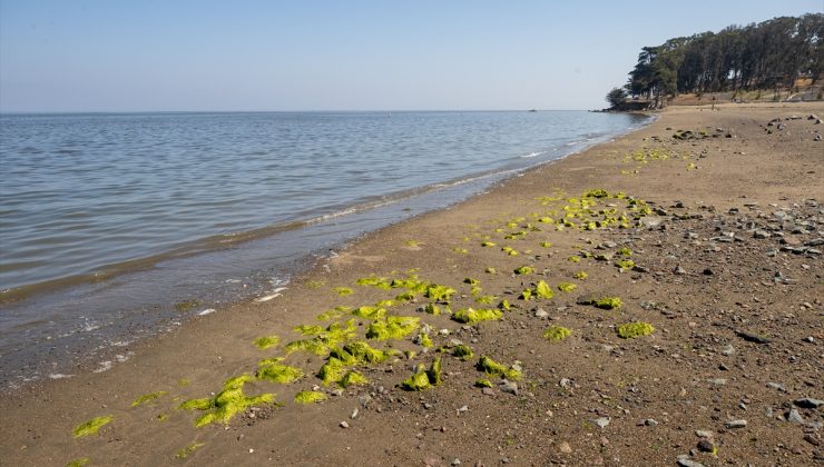 California sahilleri kıyıya vuran ölü balıklarla doldu