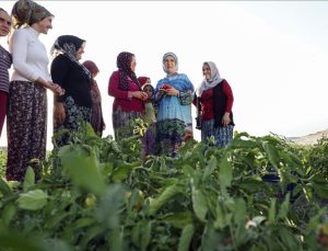 Emine Erdoğan tarladan domates topladı