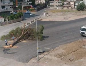 İzmir’de yol yapımı için ağaç kesilmesine tepki