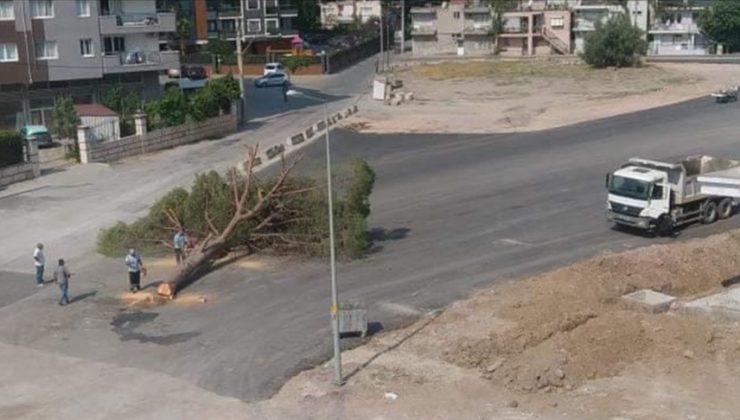 İzmir’de yol yapımı için ağaç kesilmesine tepki