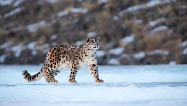 Çin’deki kar leoparlarının sayısı 1200’e ulaştı