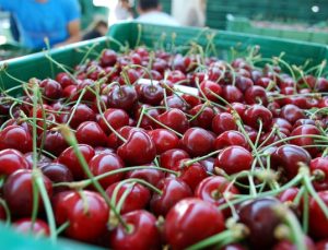 Türkiye açık ara kiraz üretiminde dünya birincisi