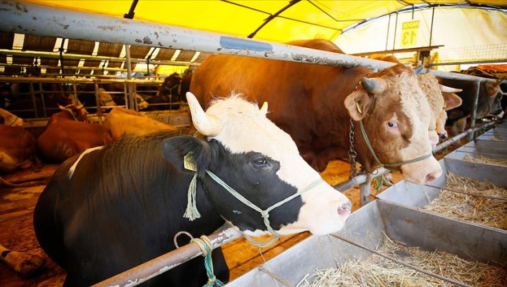 Tayvan, ABD’den gelen sığır dillerinde parazit buldu