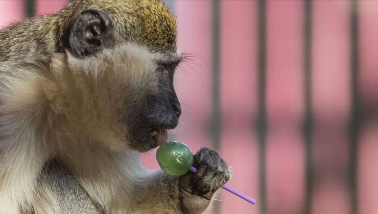 Brezilya’da maymun çiçeği vakaları nedeniyle maymunlara saldırılar artıyor