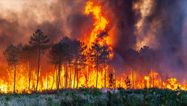 Cezayir’de 26 noktada orman yangını