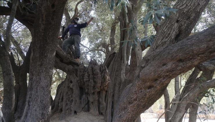 50 asırlık zeytin ağacı Filistin’de işgale meydan okuyor