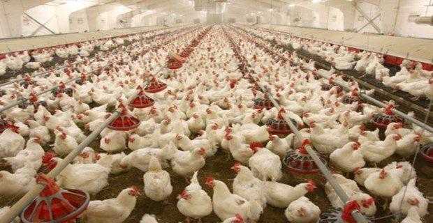 Fransa’nın tavuk yetiştiricileri dertli