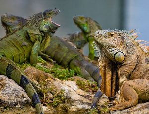 Miami Beach’de iguana tartışması büyüyor