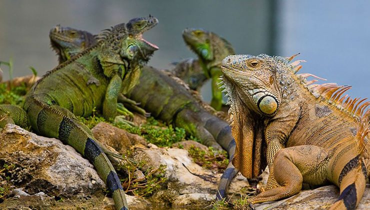 Miami Beach’de iguana tartışması büyüyor