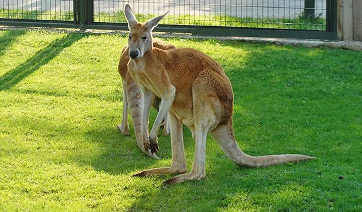 Evinde beslediği kanguru tarafından öldürüldü