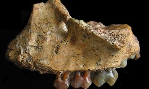 Güney Çin’de 8 milyon yıllık maymun fosili bulundu