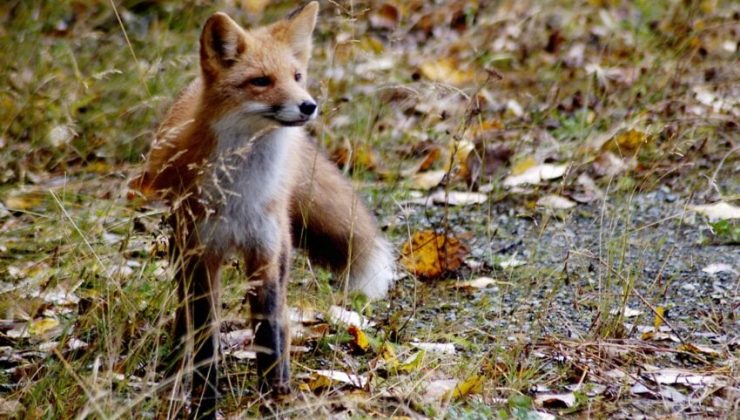 NJ eyalet parkında kuduz tilki dehşeti