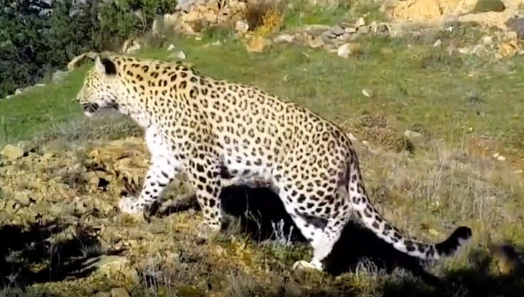 Anadolu leoparı bir kez daha görüntülendi