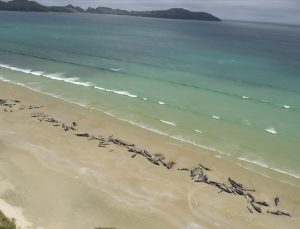Yeni Zelanda’da karaya vuran 477 pilot balina öldü