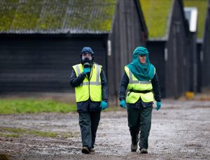 Kuş gribi vakaları: İngiltere genelinde ‘Önleme Bölgesi’ ilan edildi