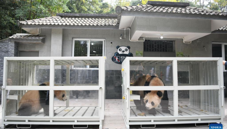 Çin’den iki panda Dünya Kupası öncesi Katar’a taşınıyor