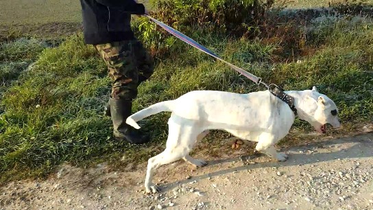 Kaliforniya’da iki köpeğin saldırısına uğrayan kadın öldü