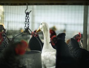 ABD’de kuş gribi vakaları artmaya devam ediyor