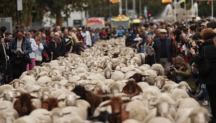 Yunanistan’da ‘koyun ve keçi vebası’ salgını başladı: Hayvanların ülke çapında hareketi yasaklandı