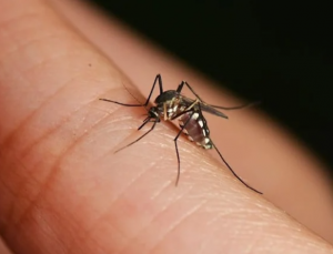 Hastanelere ‘sivrisinek’ başvuruları artıyor