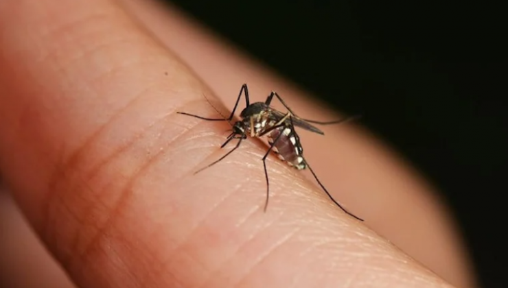 Hastanelere ‘sivrisinek’ başvuruları artıyor