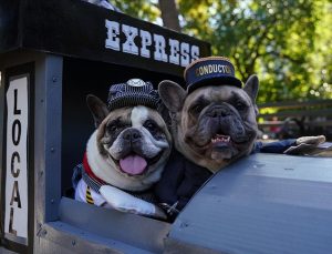 New York’ta köpekler ‘Cadılar Bayramı’nın en iyisi olmak için yarıştı