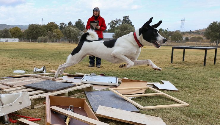 Arama köpeği adayları İzmir’de yarıştı