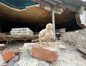 Düzce’de depremde çöken kümesteki binlerce civciv telef oldu
