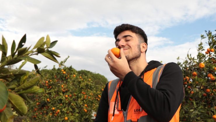 LÖSEV satsuma mandalinası satışı başladı